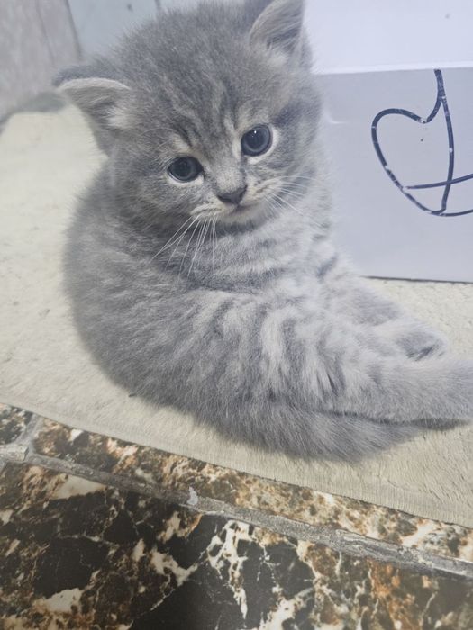 Тозза Падоралик мишик