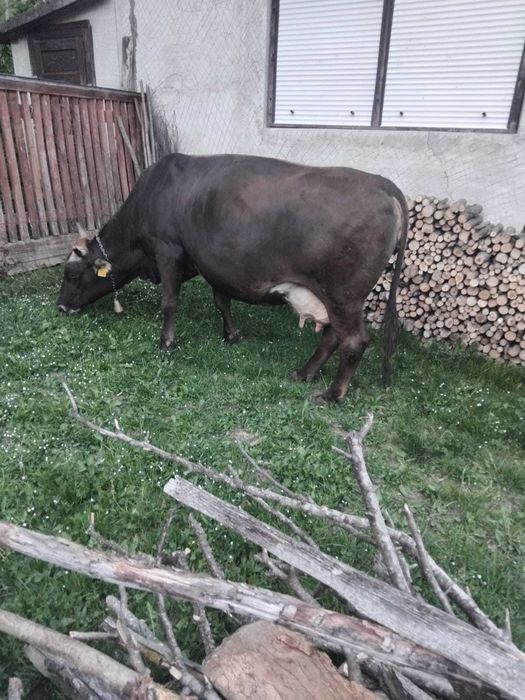 vand vaca de 5 ani