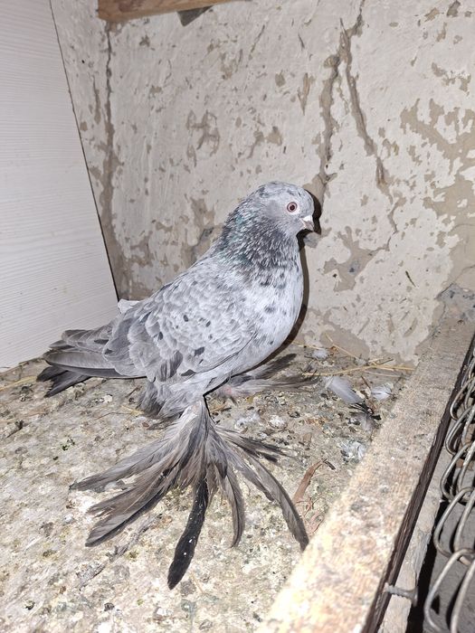 Шалқар самец таза канды