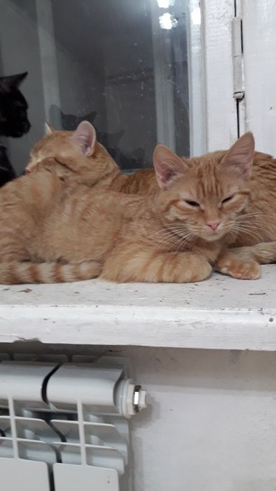 Молодая кошечка подросток отдам