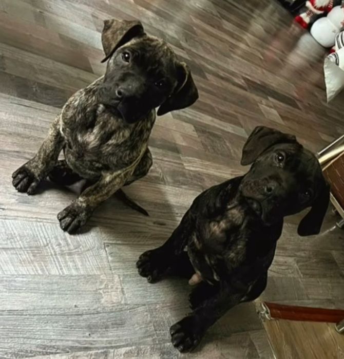 Presa Canario fetita