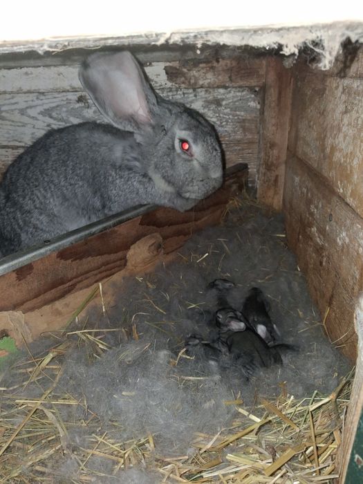 Vănd iepurași 3 rase diferite