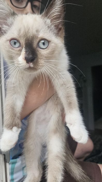 Отдам  котенка приученного