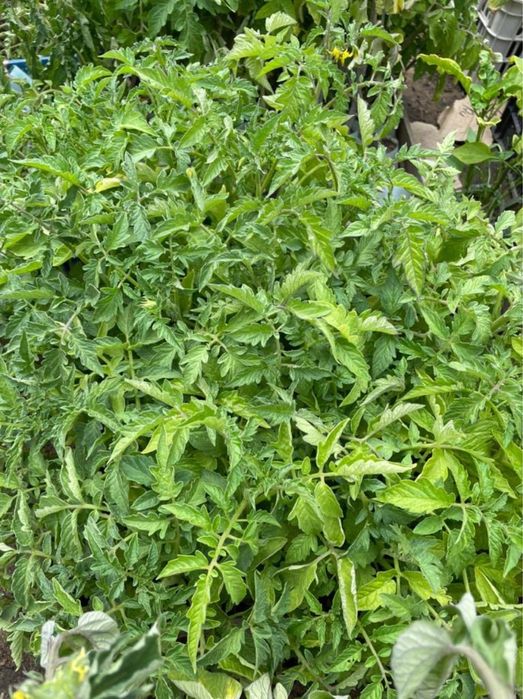 Продам рассаду в стаканчиках