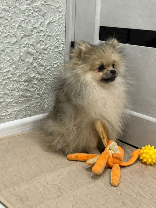 Продам маленького пушистого друга.