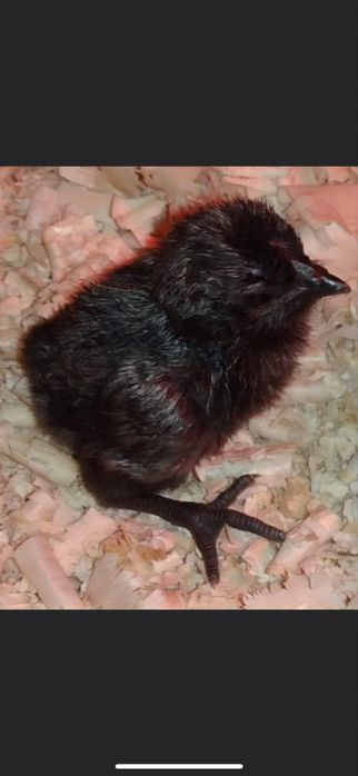 Oua de incubat Ayam cemani, rasa pura, gaini carne nragra