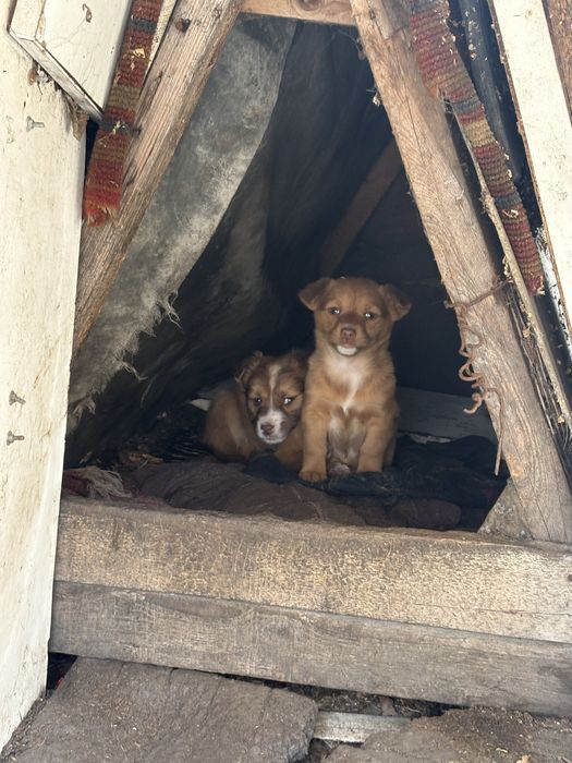 Donez pui catel metis beagle