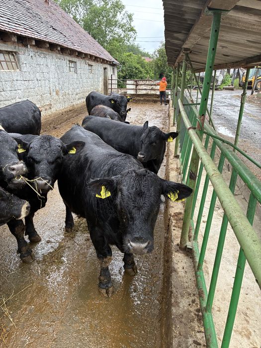 Tauri Angus 23,5 lei kg