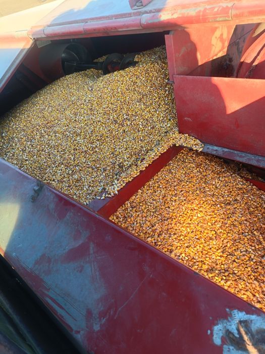 Porumb boabe calitate foarte buna