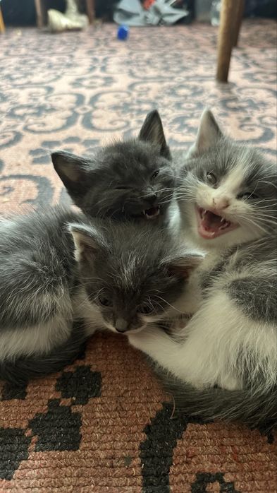 Милые котята 2 девочки и 1 мальчик( пятнистый)