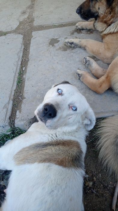 Иттер жақсы қолдарға/Собаки в добрые руки