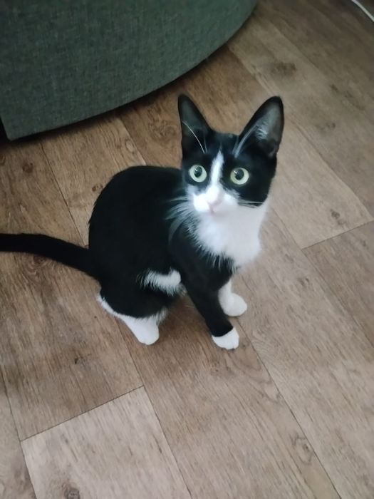 Котята бесплатно