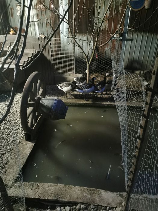 Gâște călugăr.. Schimb