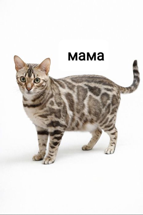 Бенгальские котята