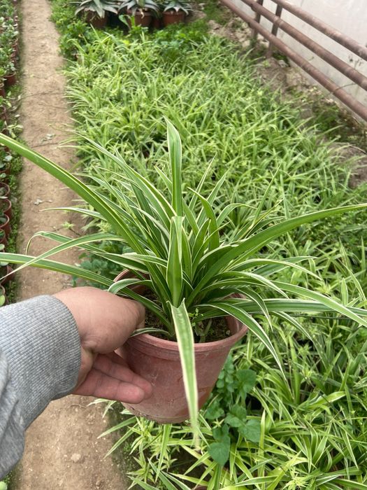 Honaki gul o’zidan kislarot chiaqruvchi gul