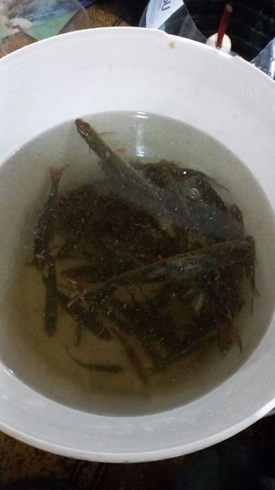 Прадаётся малёк  сарга   6  7 см