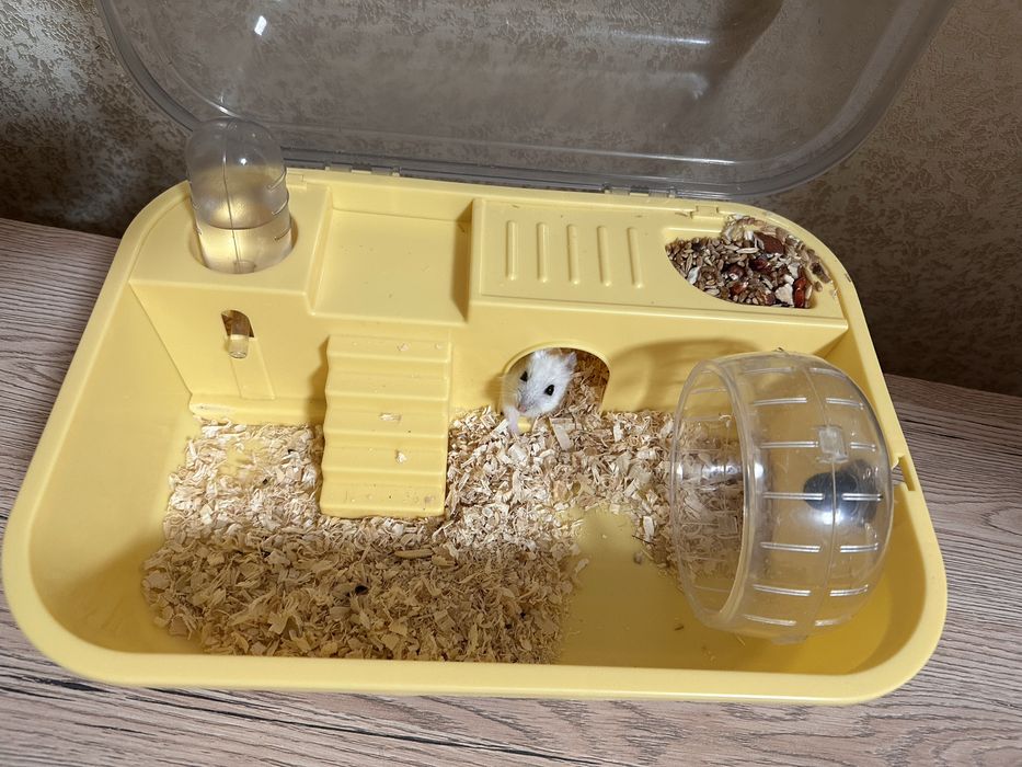 Продам хомяка с клеткой