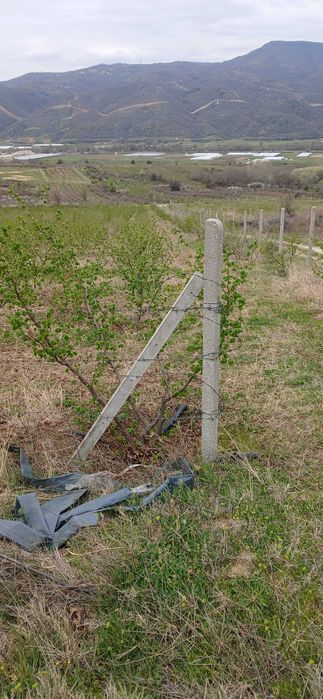 Разсад фиданки лешник