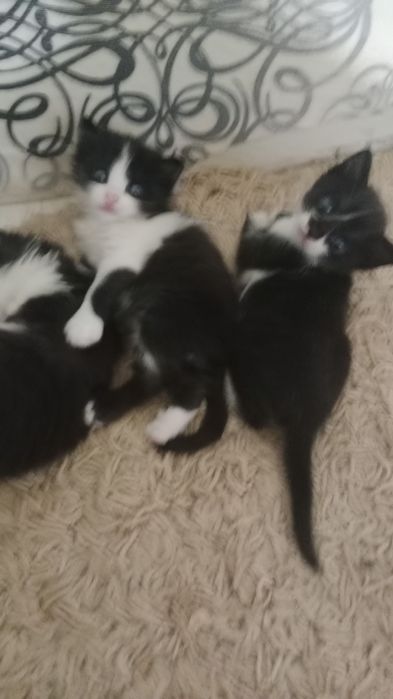 Отдам котят в добрые руки