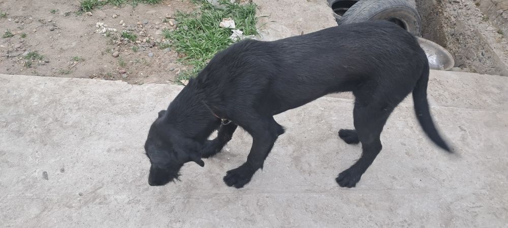 Лабладор  собака