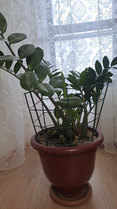 Продаем комнатные цветы