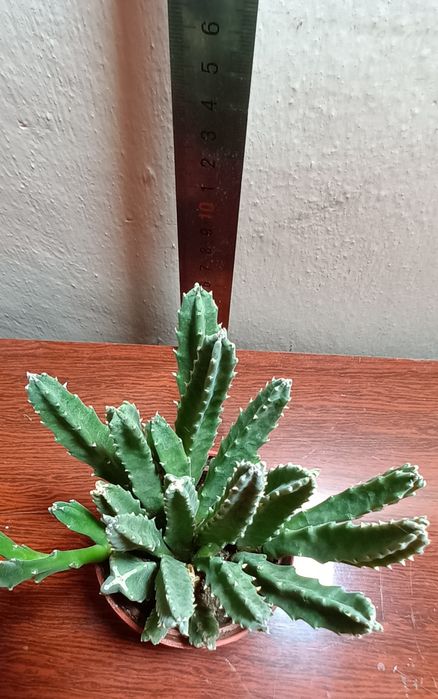 Домашнее растение Секкулент