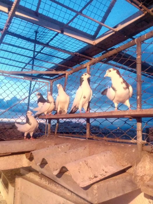 Пазарджишки гълаби високолетачи съсфдобри полети