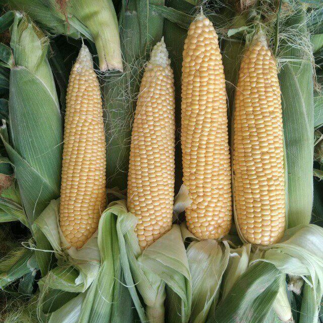 Shirin Makka joʻxori