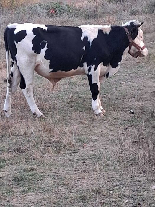 ~vand vitel ,rasa holstein~
