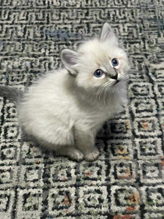 Котята. Отдам в добрые руки.