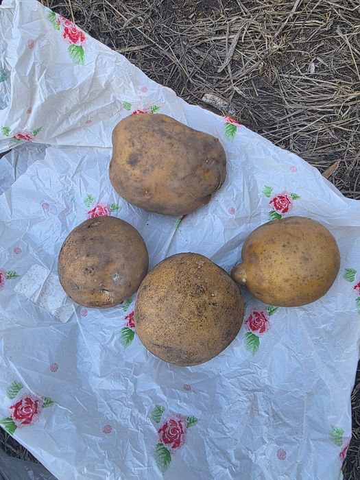 Домашняя картошка