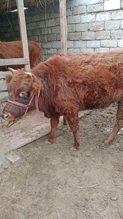 Қашар  сатылады .