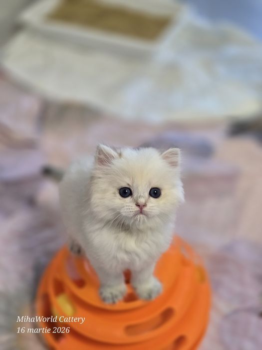 Pui pisica british longhair