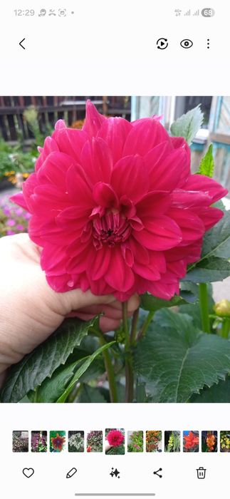 Продам  уличные  цветы.