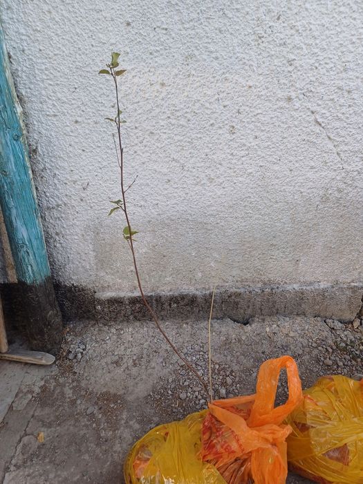 продаём саженцы топология итд