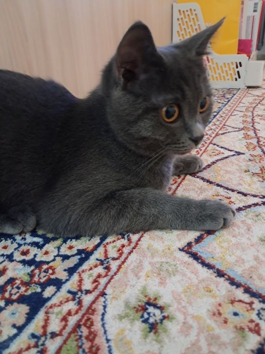 Котенок британец короткошерстый