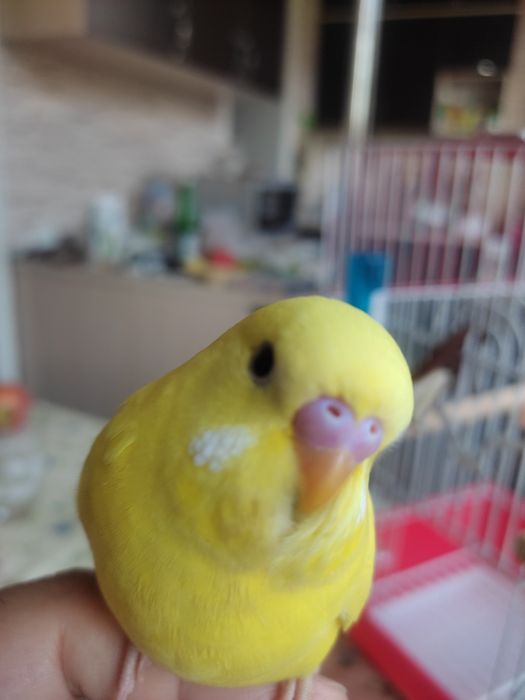 Говорящий ручной волнистик Тоша!