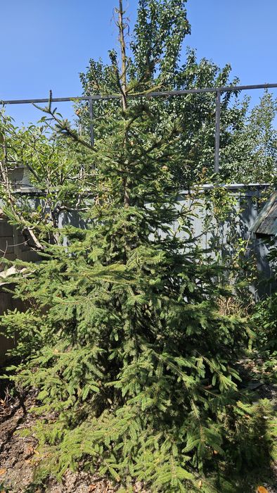 Продам Ель, высота 2.5 метра