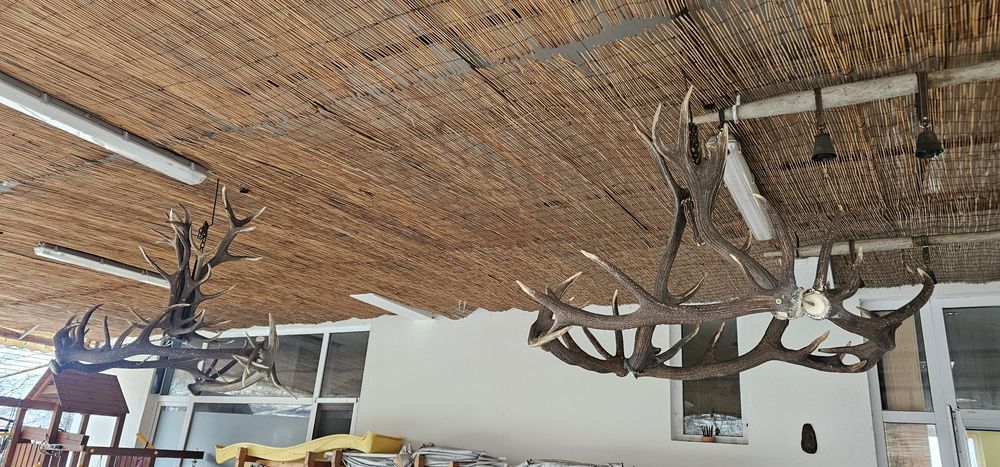 Полюлей от еленски рога