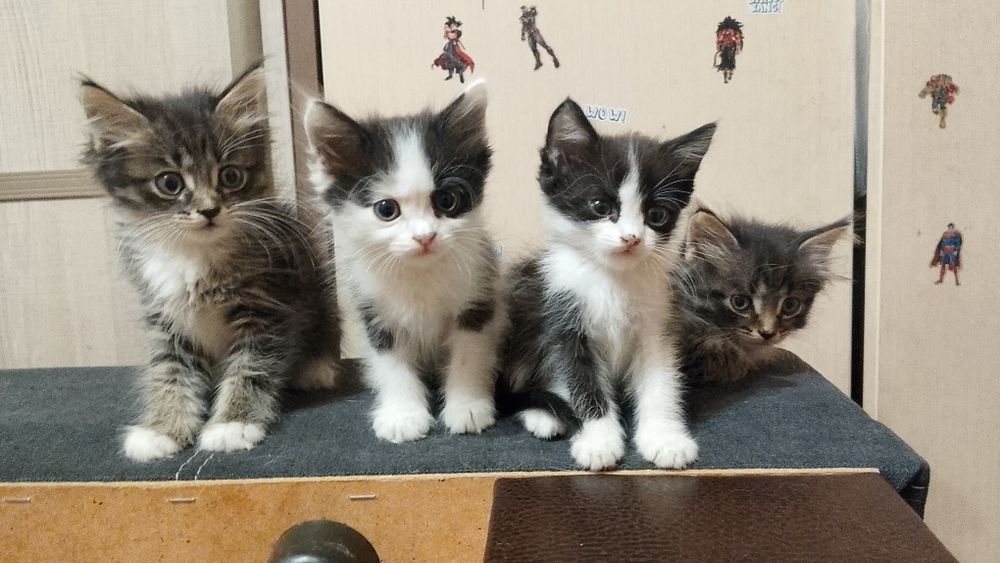 Котята бесплатно