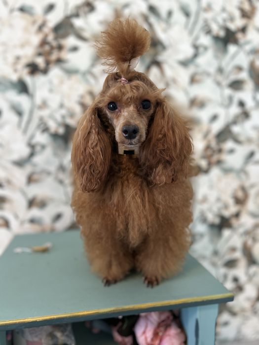 Mascul Poodle Pur Toy+Toy,Pedigree FCI