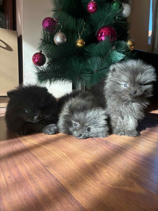 Померани момче и момиче