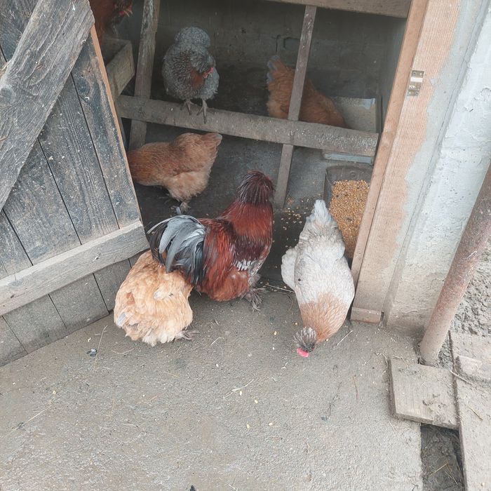 Ouă pentru incubat.