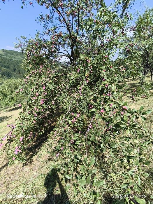 Vând prune pentru țuică