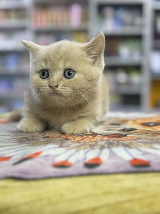 Котенок британец!