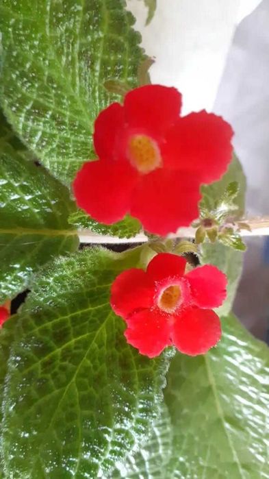 Продам эписции...