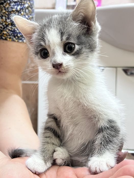 Ласковые котята ищут хозяина