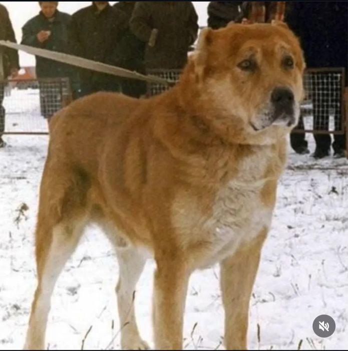 Тобет/алабай/сао