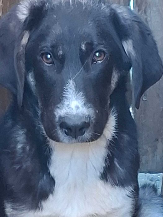 Donez pui de 5 luni de metis de carpatin