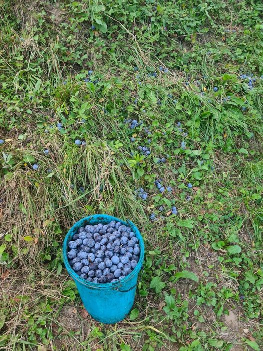 Prune pentru țuică